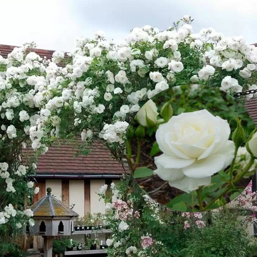 Rosa 'Snow Princess' - Roos 'Snow Princess' C4/4L